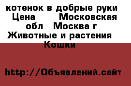 котенок в добрые руки › Цена ­ 1 - Московская обл., Москва г. Животные и растения » Кошки   